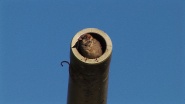 Day of the Sparrow