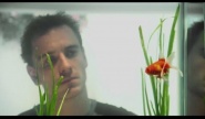 Goldfish