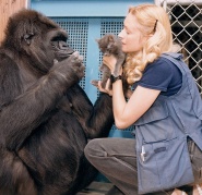 Koko: The Gorilla Who Talks to People