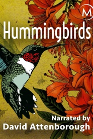 Hummingbirds: Jewelled Messengers