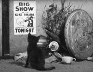 It's the Cats