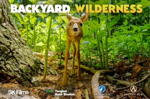 Backyard Wilderness