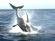 Air Jaws: Sharks of South Africa