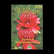 Wild Flowers