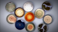 Super Fungi: Can Mushrooms Help Save the World?