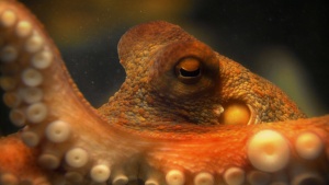 The Life and Times of Paul the Psychic Octopus