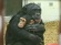 Keeli & Ivy: Chimps Like Us