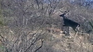 Giant Antlers