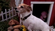 The Tails of Abbygail-Finding Betty