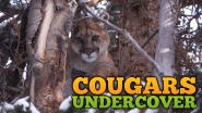 Cougars Undercover