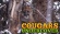 Cougars Undercover