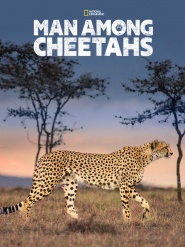 Man Among Cheetahs