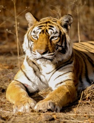 The World's Most Famous Tiger