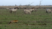 A Wild Fox Life
