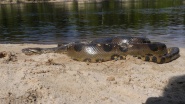 Anaconda: Silent Killer