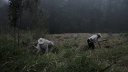 The Cloud Forest