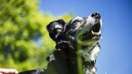 Cody: The Dog Days Are Over