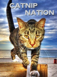 Catnip Nation