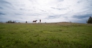 Herd