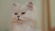 Kittenhood