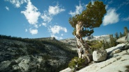 Forests of Our Earth