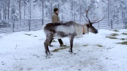 Reindeer Family & Me