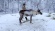 Reindeer Family & Me