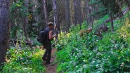 Searching for Sasquatch