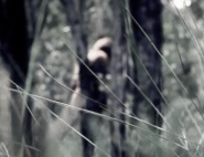 Bigfoot Witness