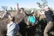 Rhinos in the Freezer