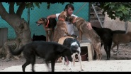 The Stray Story: A Dogumentary