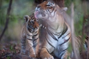Tiger's Revenge