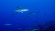 Shark Swarm