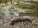 Oregon Home of Bigfoot?