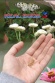 Real Bugs 3
