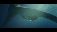 Betty Would Go: Ride Waves - Surf Life - Save the Ocean