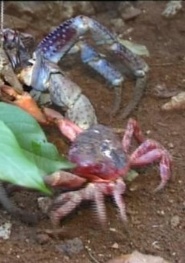 March of the Crabs