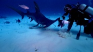 Sharkcano