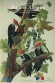 Birds of America