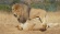 Lionsrock: Return of the King