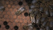 Little Matters: Insects