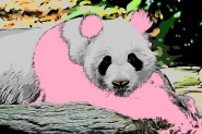 The Pink Panda