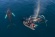 Whales in a Changing Ocean