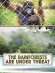 The Rainforests Are Under Threat