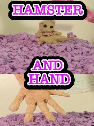 Hamster and Hand