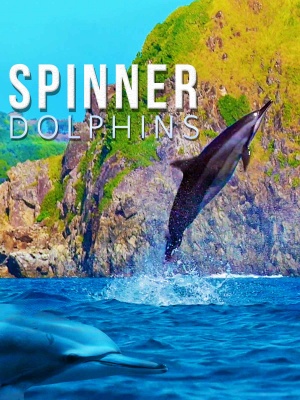 Spinner Dolphins