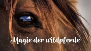 Magie der Wildpferde