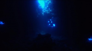 Black Coral