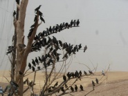The Quarter of Scarecrows