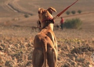 Febrero, el miedo de los galgos